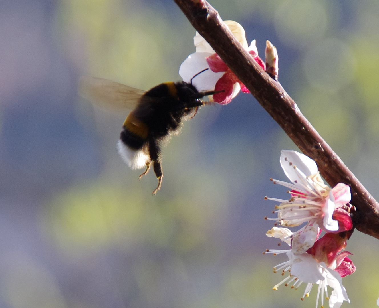 Hummel im Aprikosenbaum