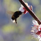 Hummel im Aprikosenbaum