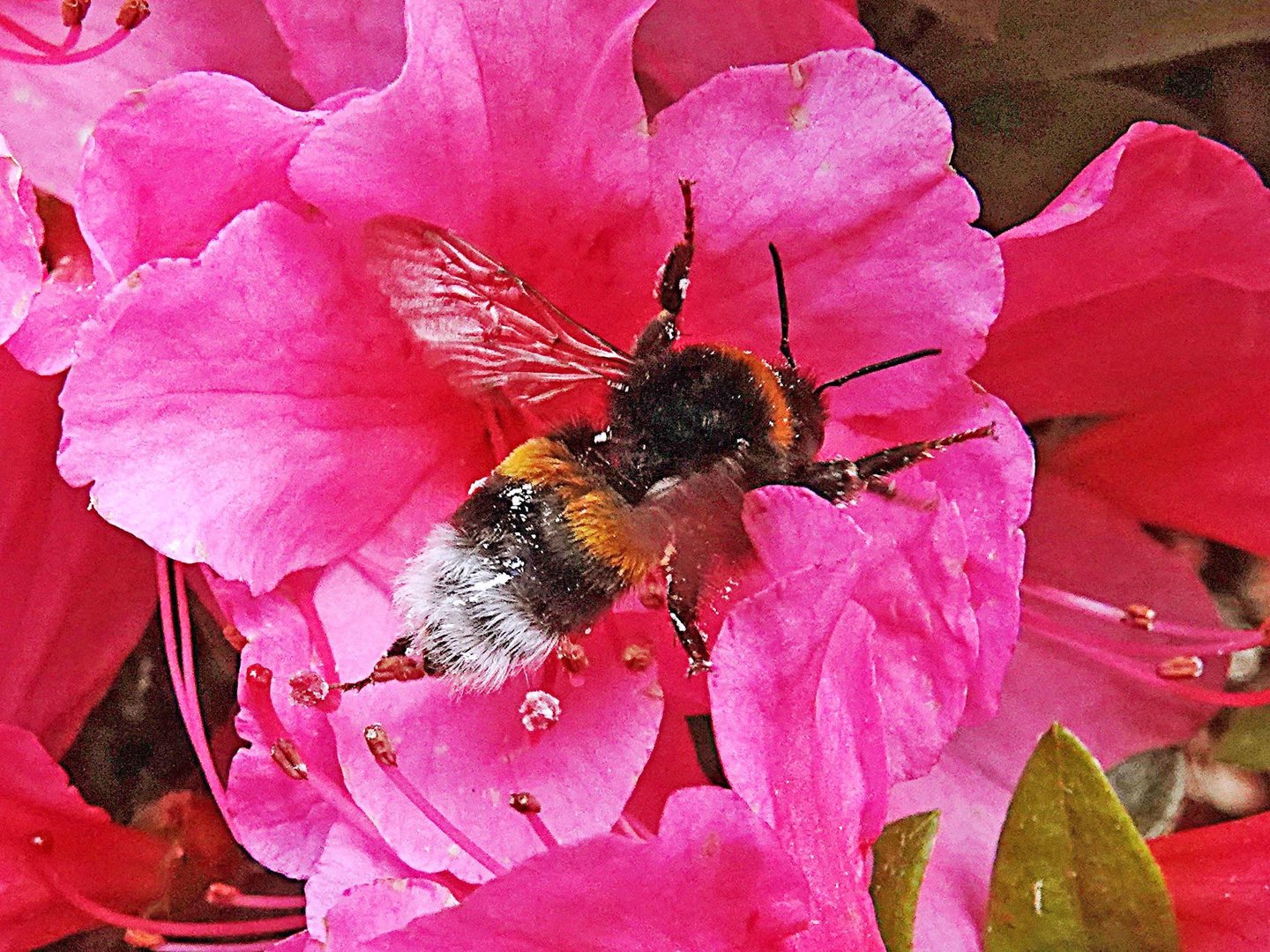 Hummel im Azaleen-Bett