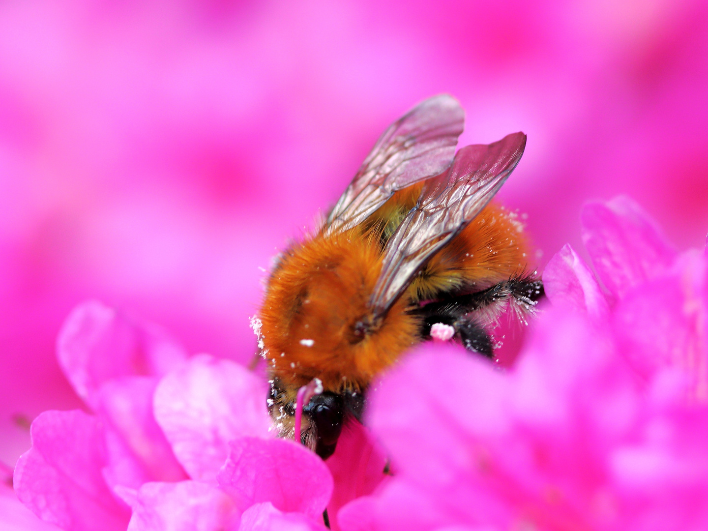 Hummel im Azaleen-Rausch