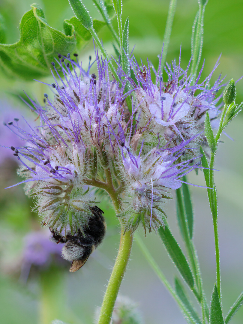 Hummel im Bienenfreund