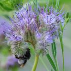 Hummel im Bienenfreund