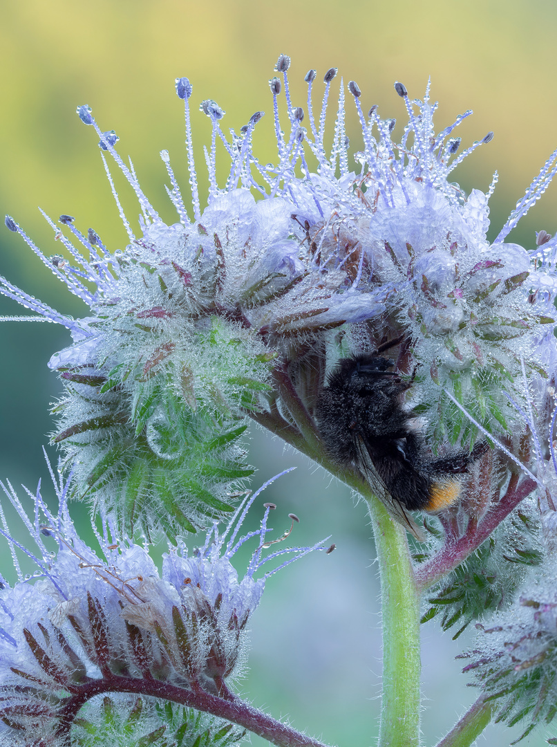 Hummel im Bienenfreund