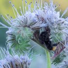 Hummel im Bienenfreund