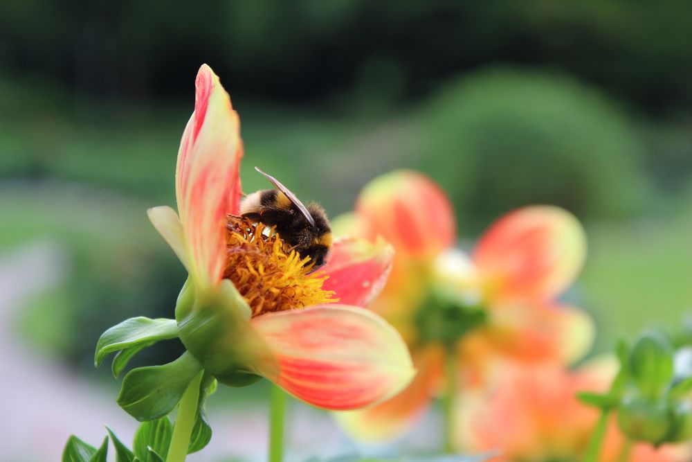 Hummel im Blütenheim