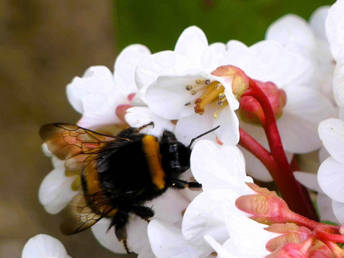 Hummel im Blütenhimmel