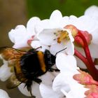 Hummel im Blütenhimmel