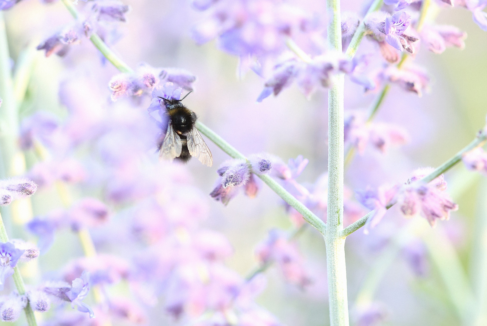 Hummel im Blütenmeer