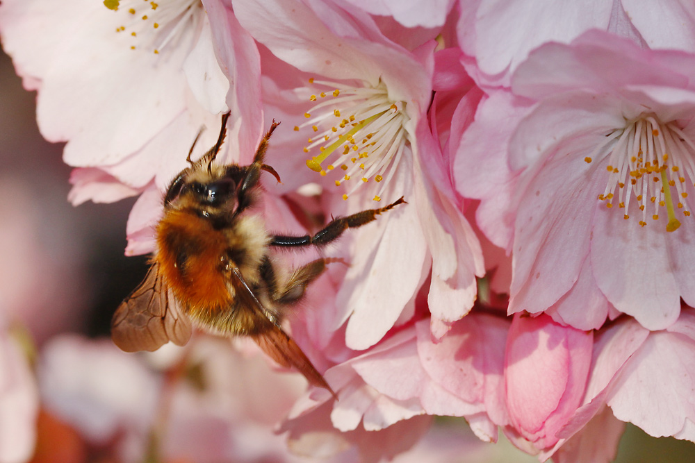 Hummel im Blütenmeer