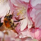 Hummel im Blütenmeer