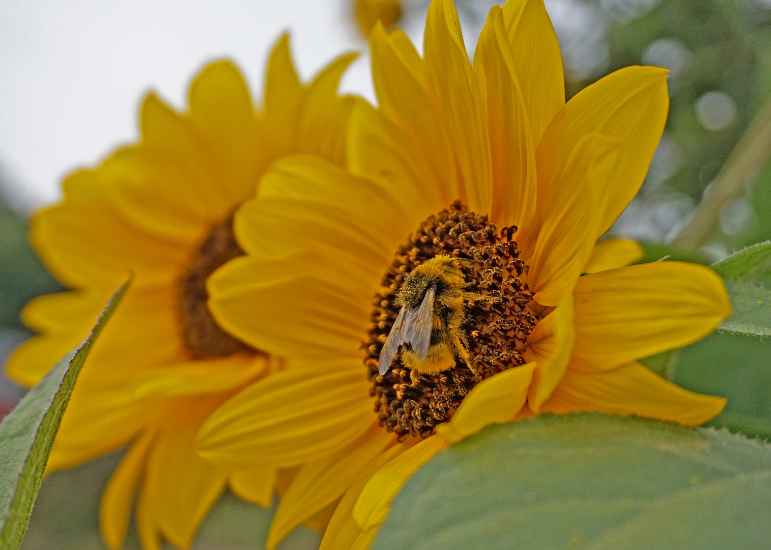 Hummel im Blütenstaub