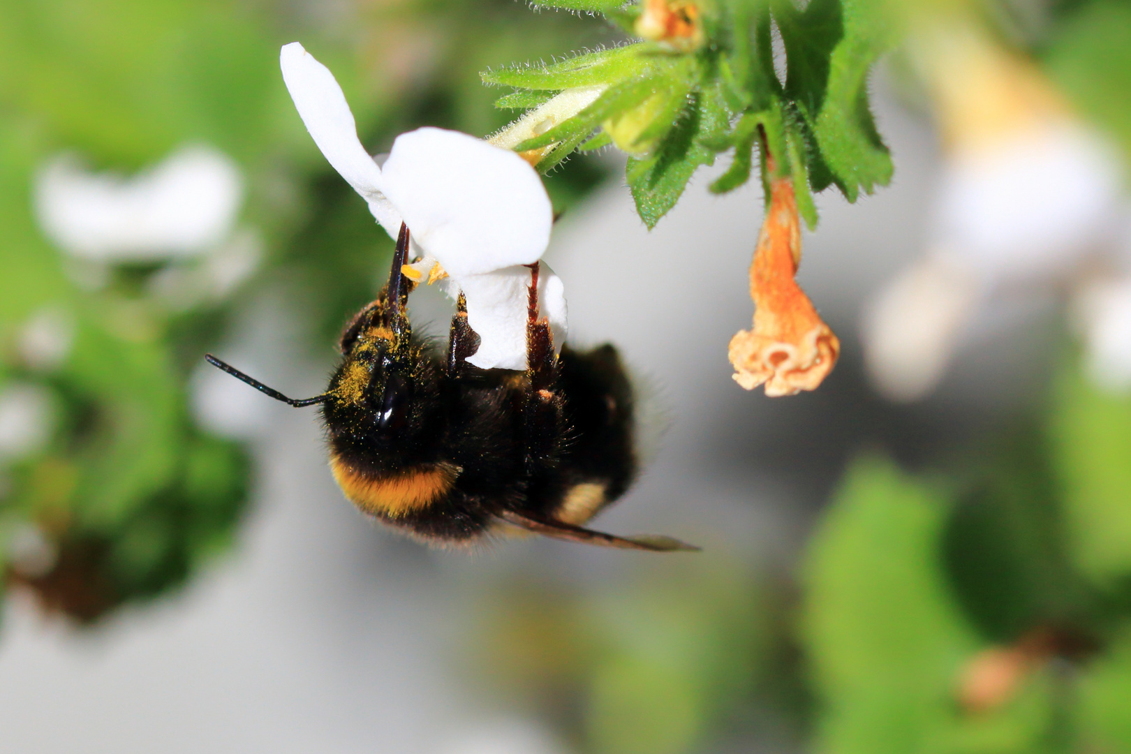 Hummel im Blütenstaub