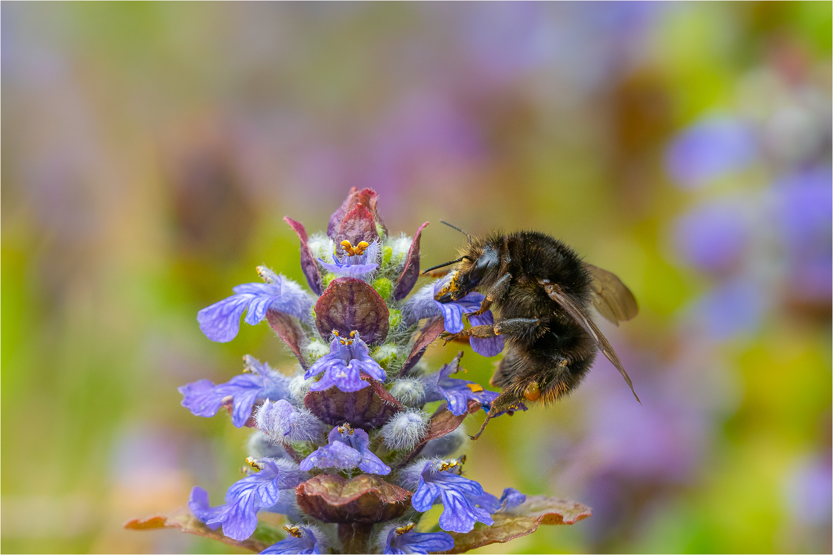 Hummel im Blütenwunderland