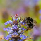 Hummel im Blütenwunderland