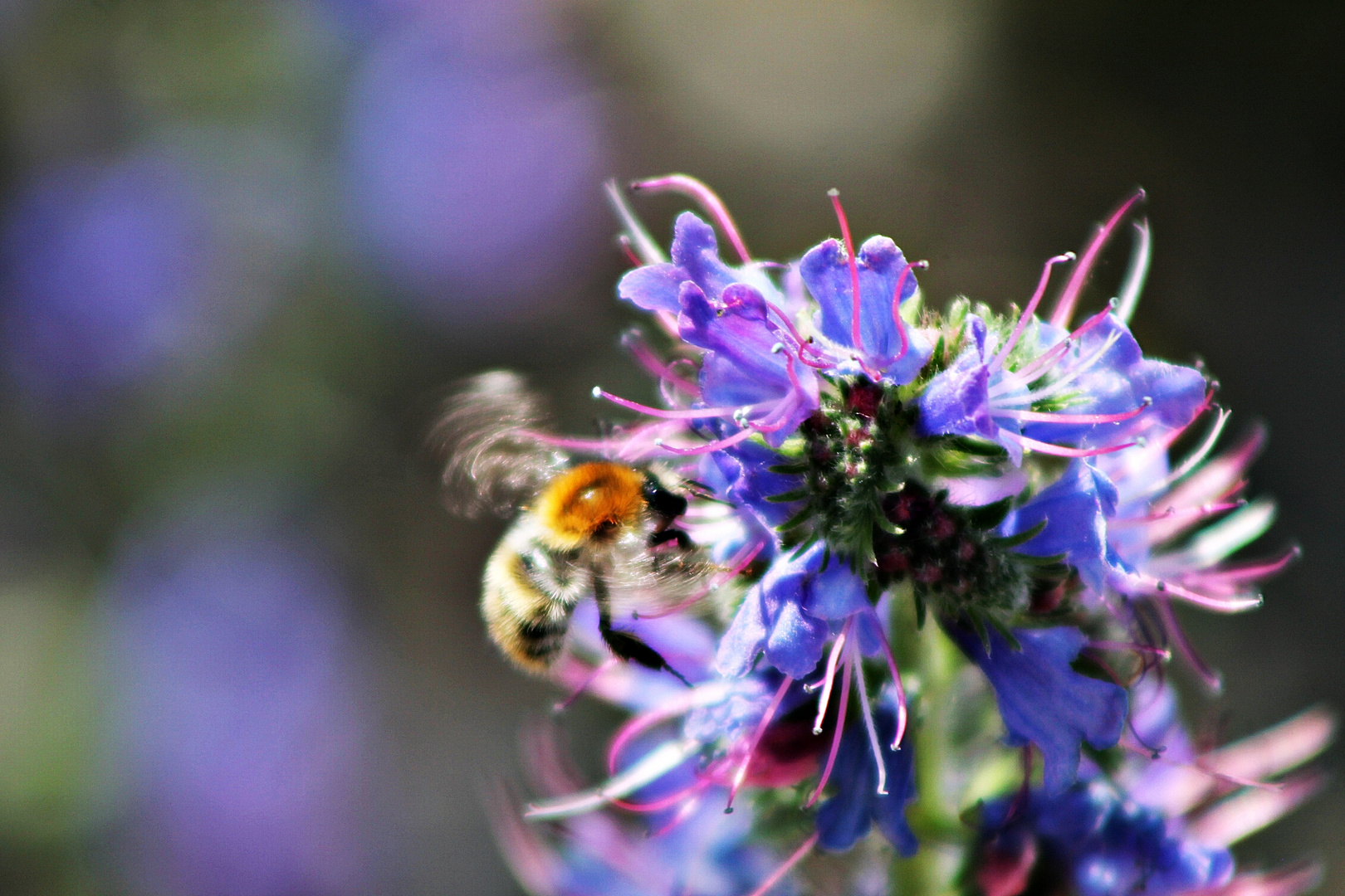 Hummel im Blütenzauber