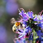 Hummel im Blütenzauber