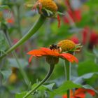 Hummel im Blumenbeet