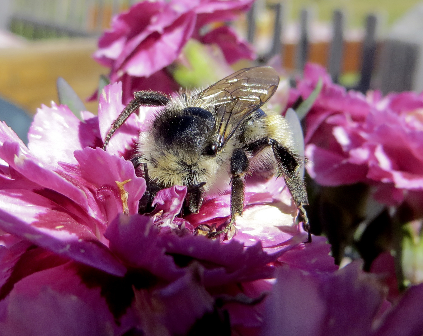 Hummel im Blumenstrauß