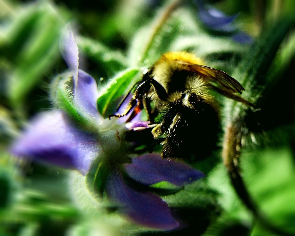 Hummel im Borretschsturm