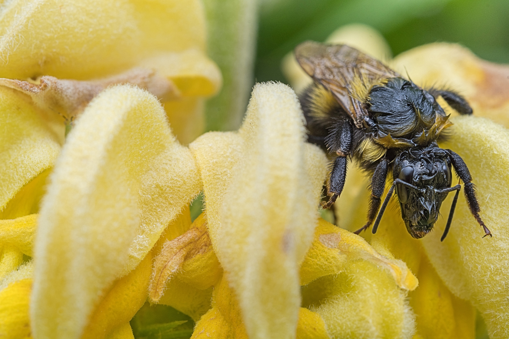 Hummel im Brandkraut