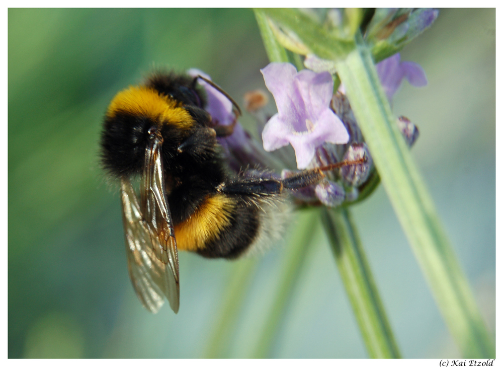 Hummel im Detail 2