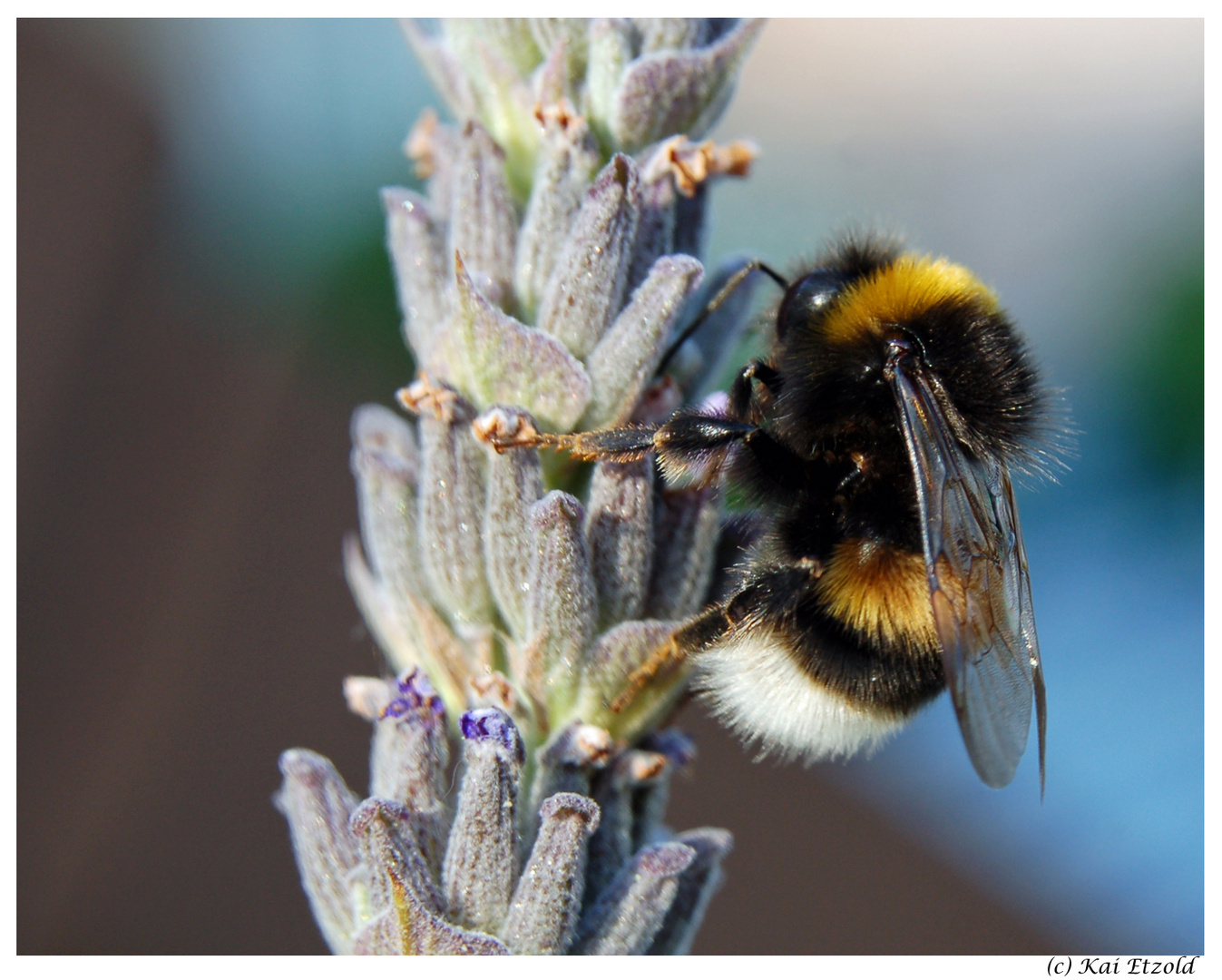 Hummel im Detail