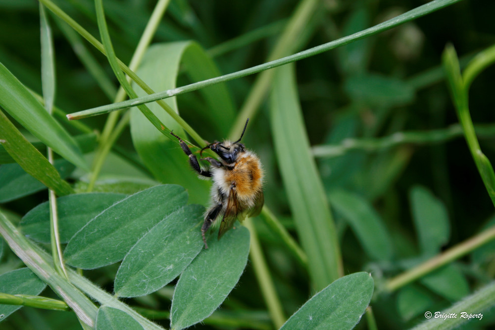 Hummel im Einsatz