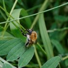 Hummel im Einsatz