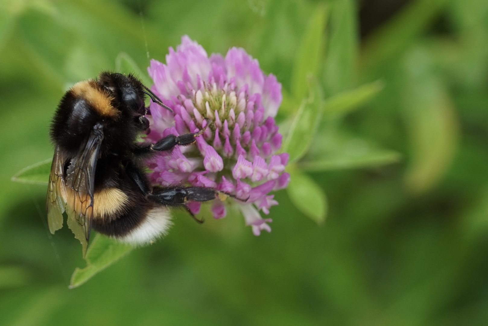 Hummel im Einsatz