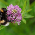 Hummel im Einsatz