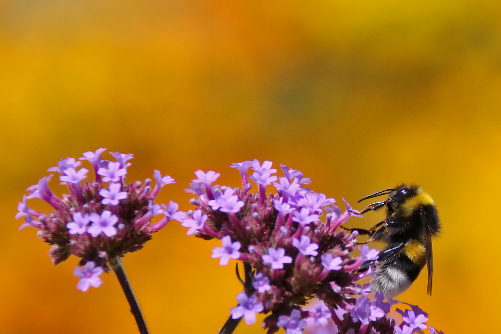 Hummel im Farbenparadies