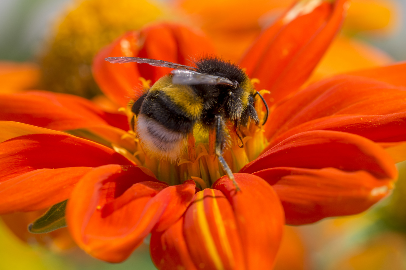 Hummel im Farbrausch