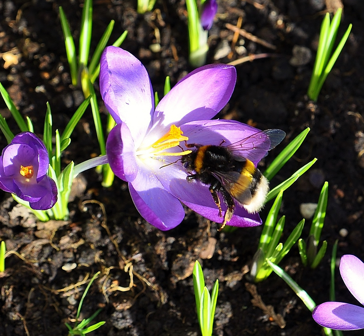 Hummel im Februar!!