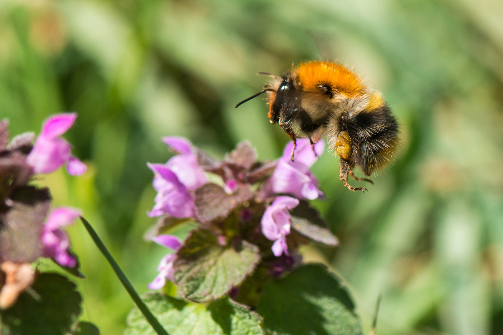 Hummel im Flug