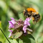 Hummel im Flug