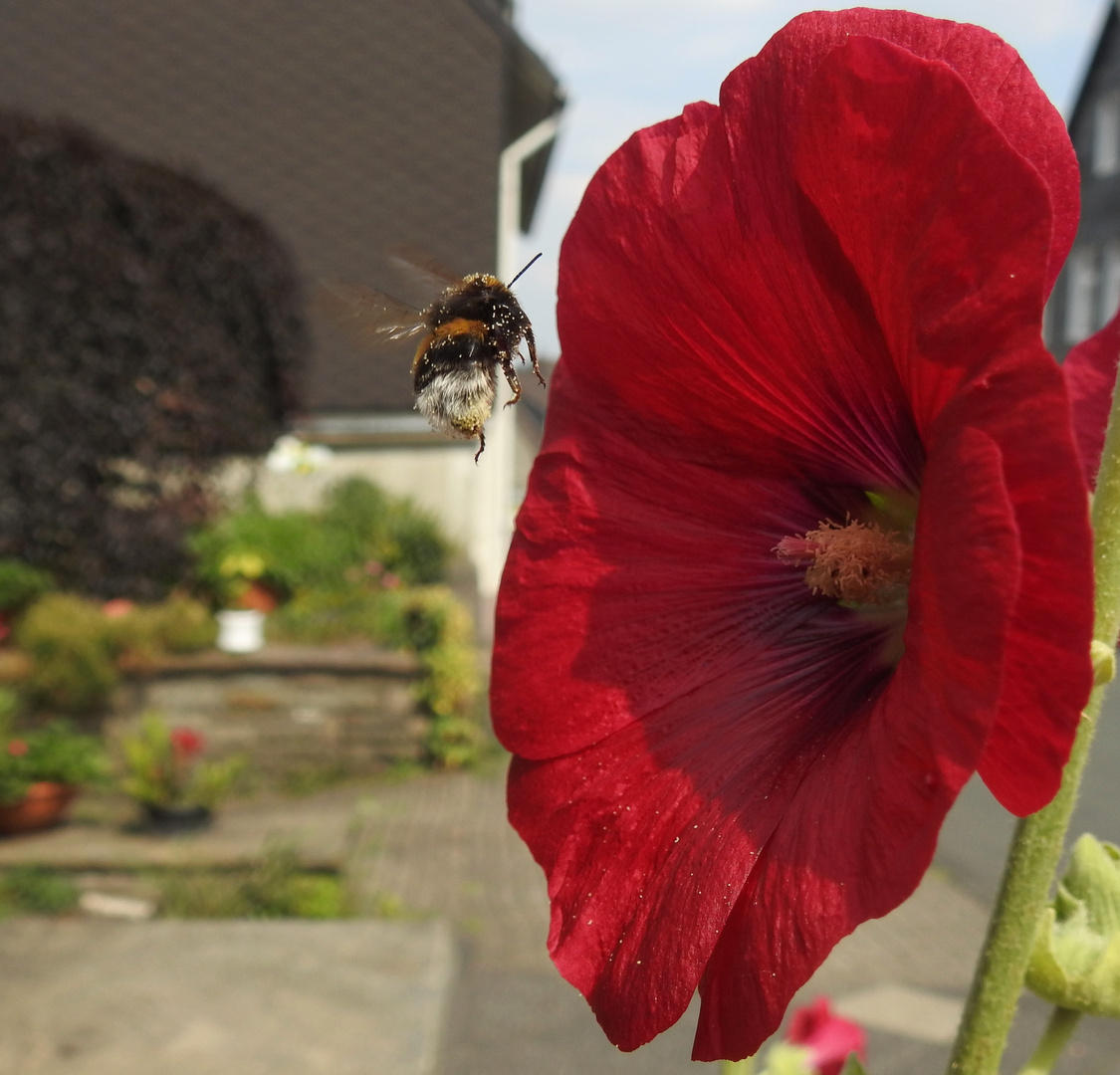 Hummel im Flug 3