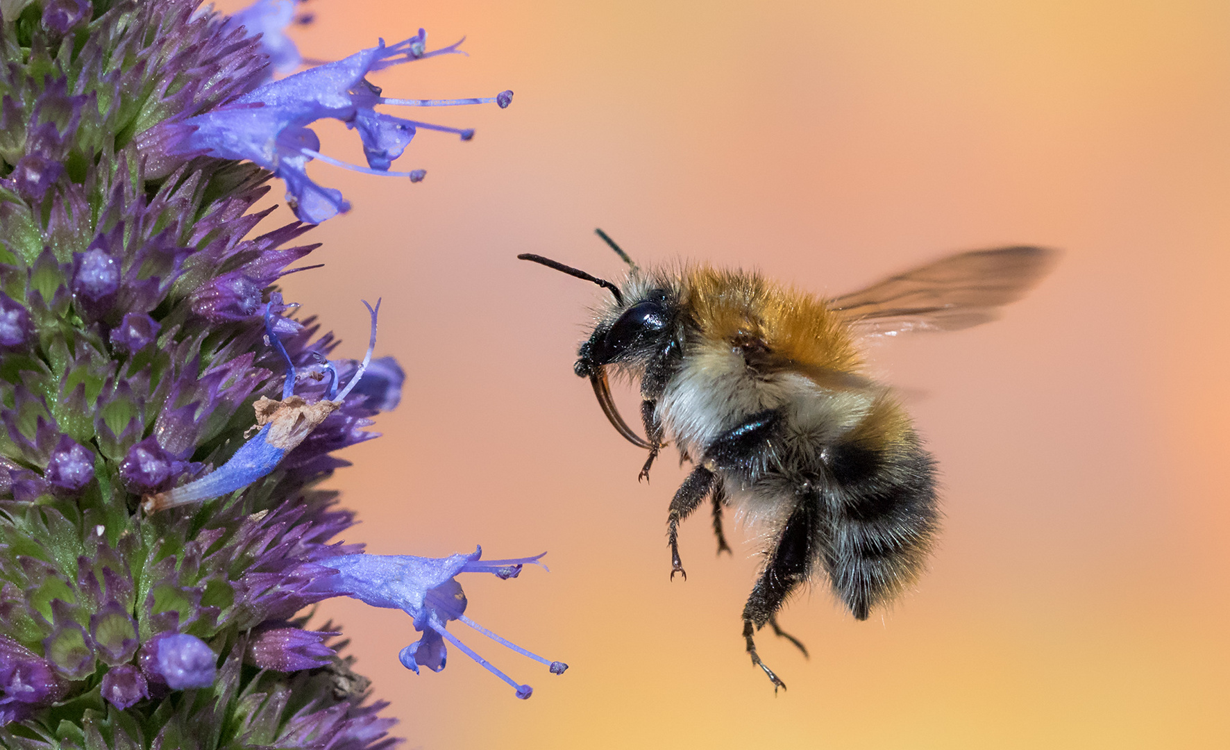 Hummel im Flug