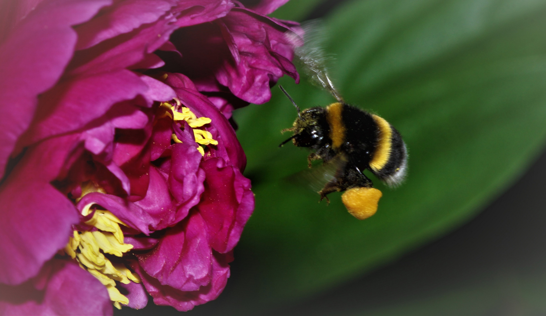 Hummel im flug