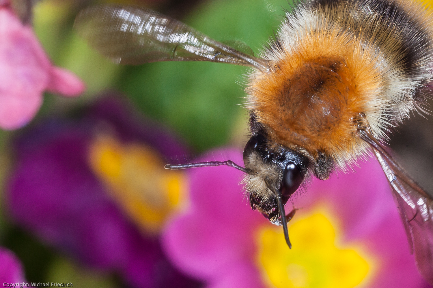 Hummel im Flug