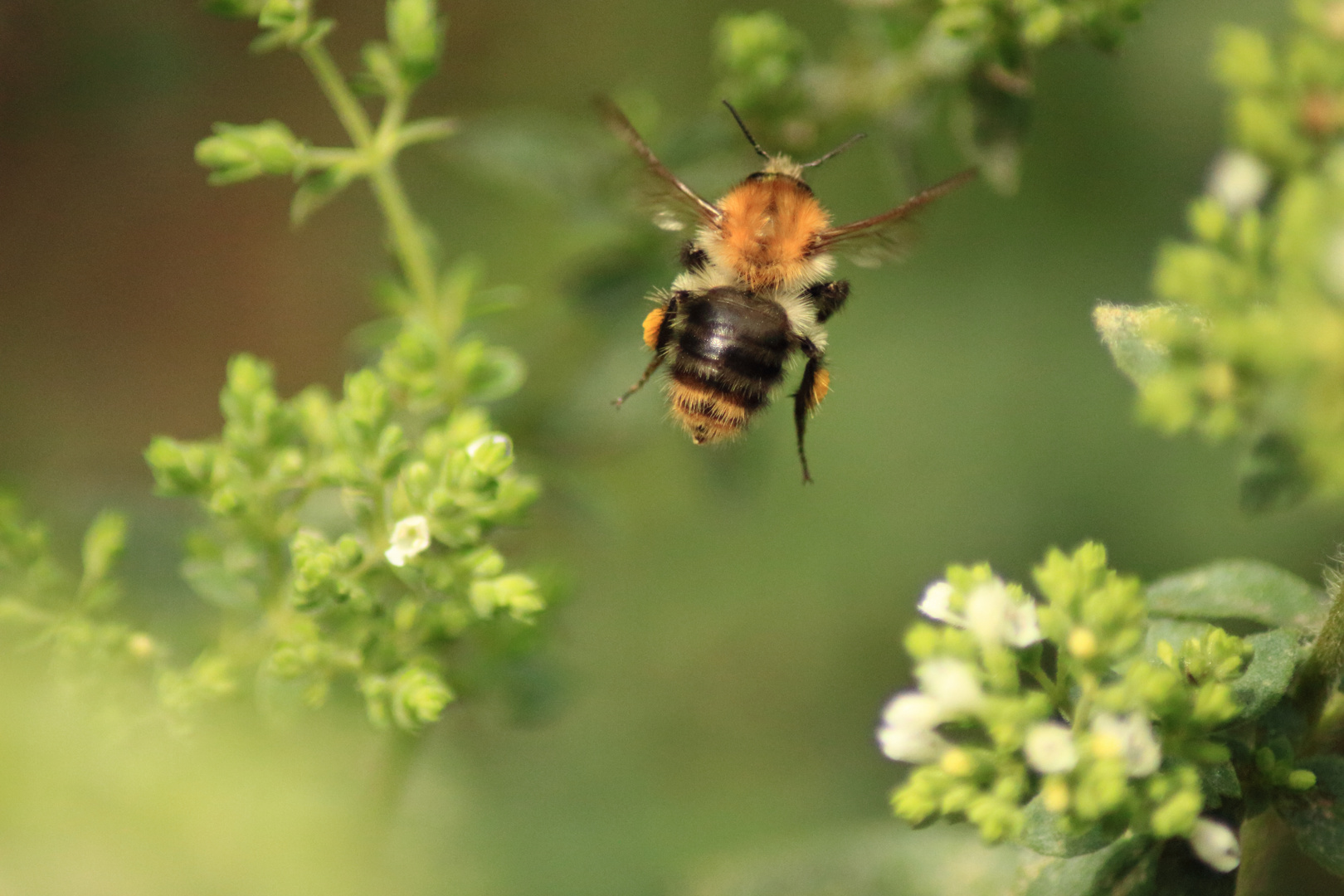 Hummel im Flug