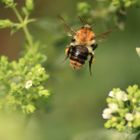 Hummel im Flug