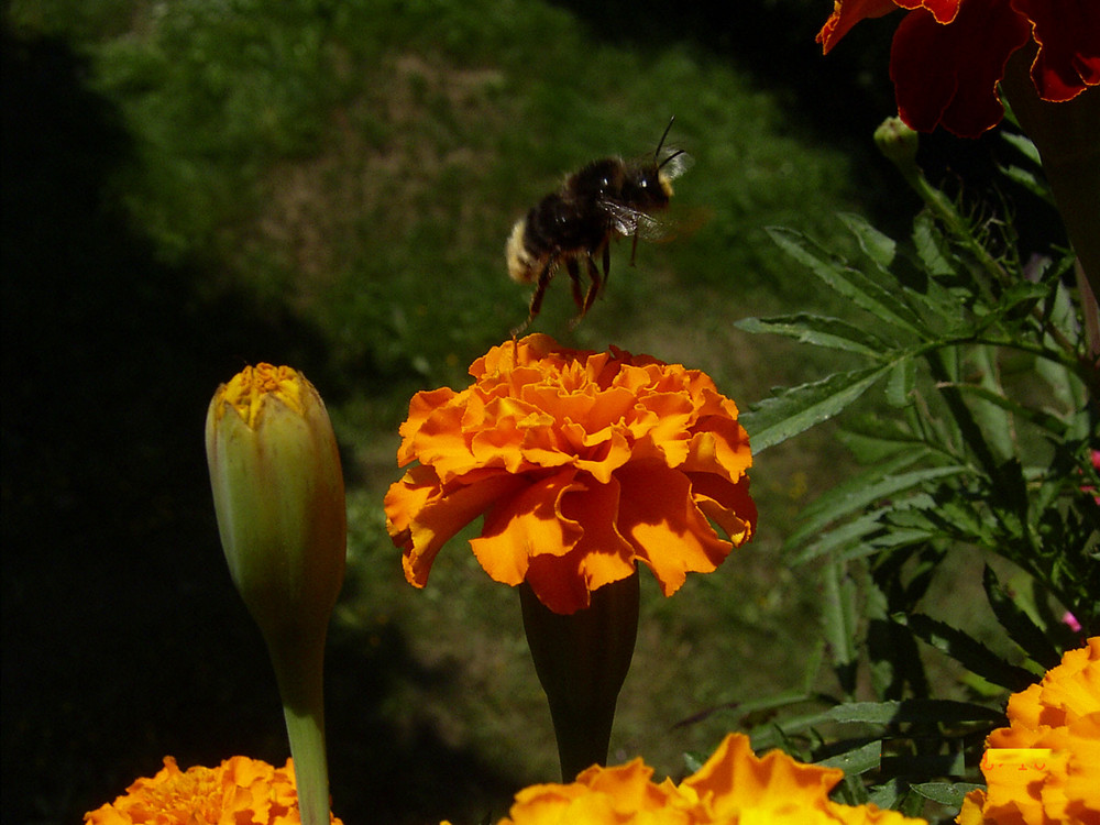 Hummel im Flug