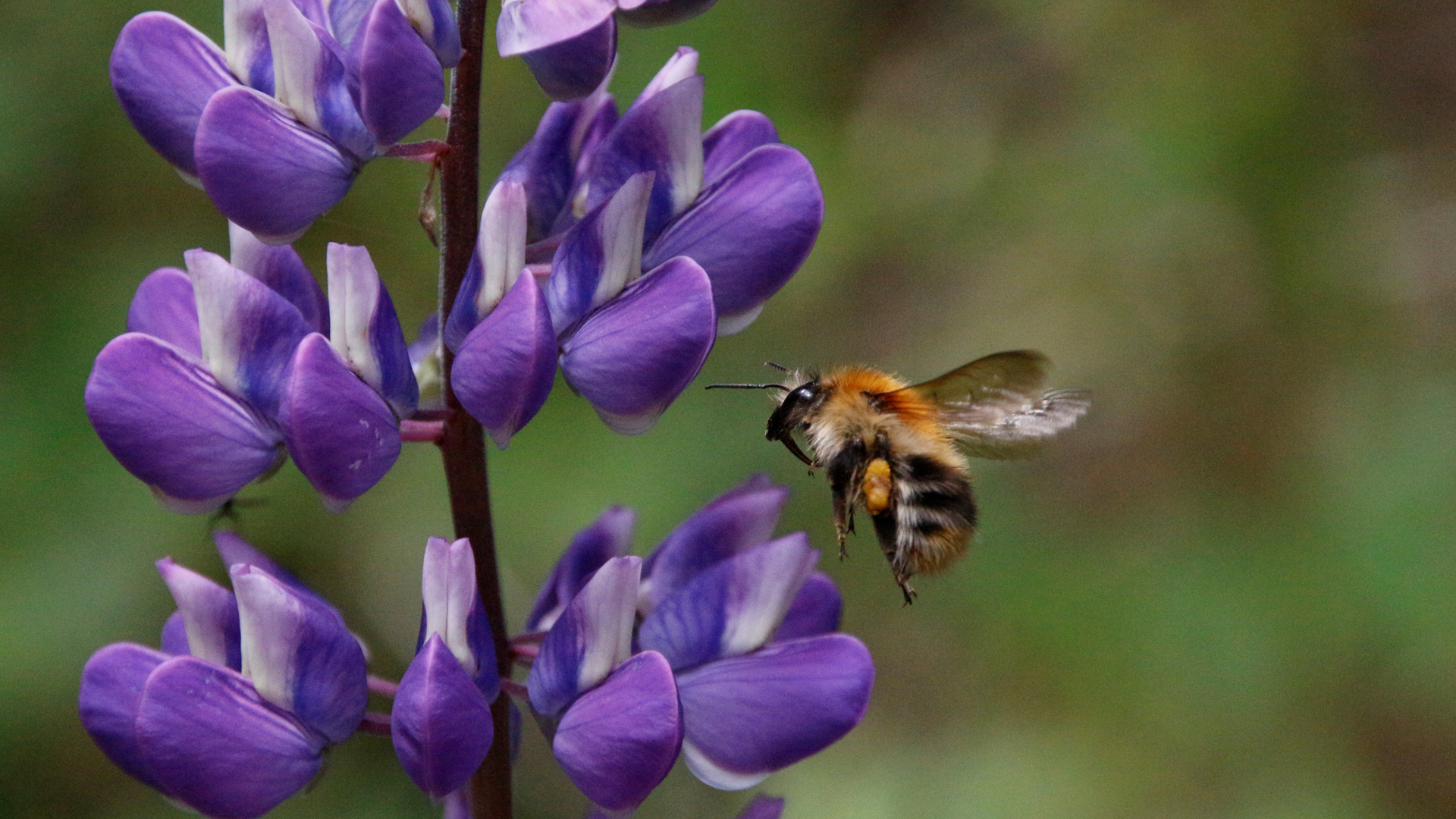 Hummel im flug