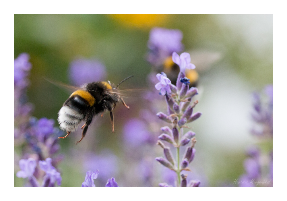 Hummel im Flug