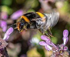 Hummel im Flug