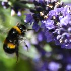 Hummel im Flug