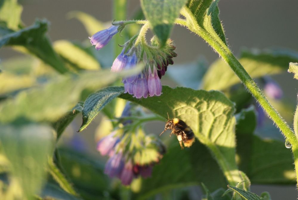 Hummel im Flug von Heiko G. Kaminski 