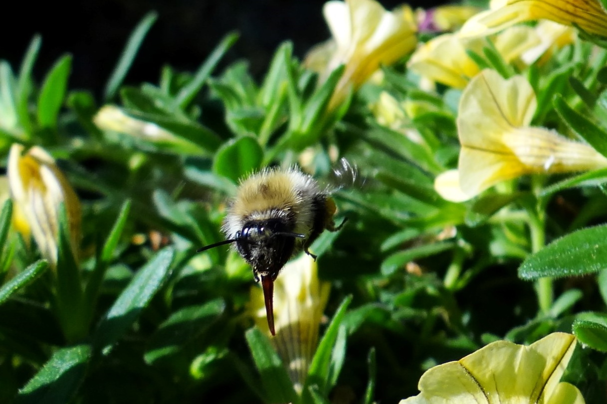 Hummel im Flug