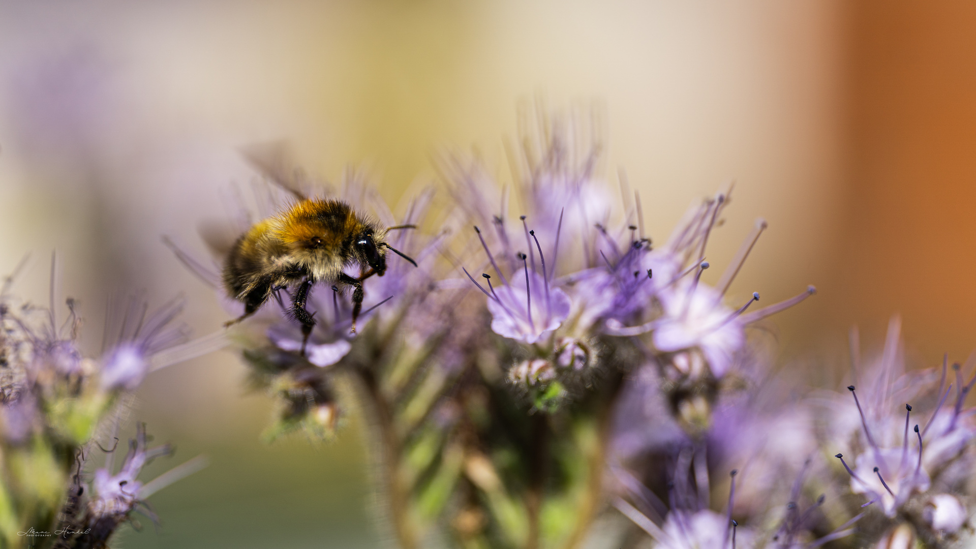 Hummel im Flug