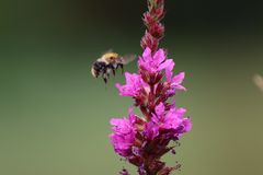 Hummel im Flug